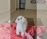 Small #1 Poodle (Toy)