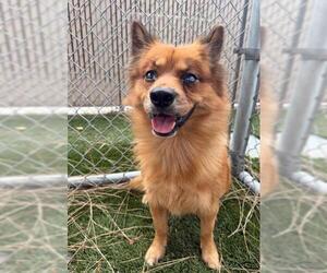 Pomeranian-Unknown Mix Dogs for adoption in Downey, CA, USA