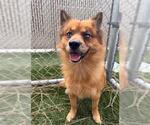 DANTE - Male Pomeranian-Unknown Mix Dog for Adoption - Small photo