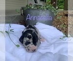 Puppy Annabella Great Dane