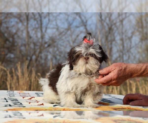 Medium Photo #7 Shih Tzu Puppy For Sale in DYERSBURG, TN, USA