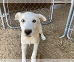 Small #2 Siberian Husky Mix