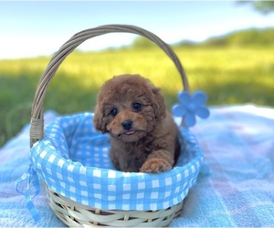 Cavapoo Puppy for sale in CONROE, TX, USA