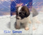 Simon - Male Yorkipoo Puppy for Sale - Photo #3