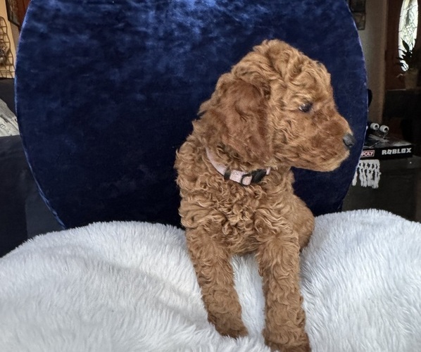 Medium Photo #7 Goldendoodle (Miniature) Puppy For Sale in SAN FERNANDO, CA, USA