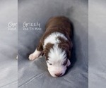 Puppy Grizzly Australian Shepherd