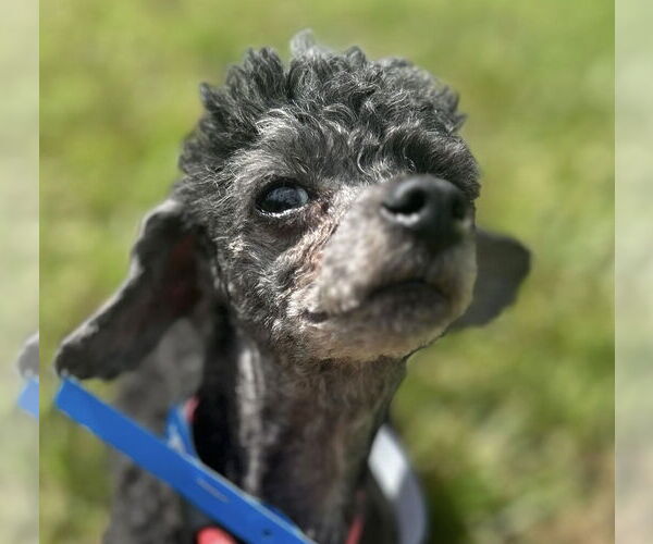 Medium Photo #6 Poodle (Toy) Puppy For Sale in Pacolet, SC, USA