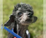 Small #5 Poodle (Toy)