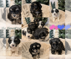 Poovanese Litter for sale in GOSHEN, IN, USA