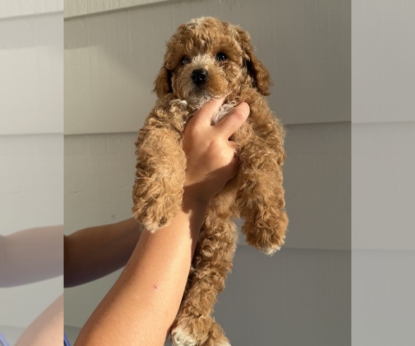 Medium Photo #3 Poodle (Miniature) Puppy For Sale in MARYSVILLE, CA, USA
