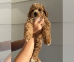 Small #2 Poodle (Miniature)
