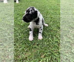 Great Dane Puppy for sale in ROCKINGHAM, NC, USA