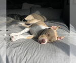 Small #9 American Pit Bull Terrier Mix
