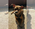 Small #1 Chihuahua Mix