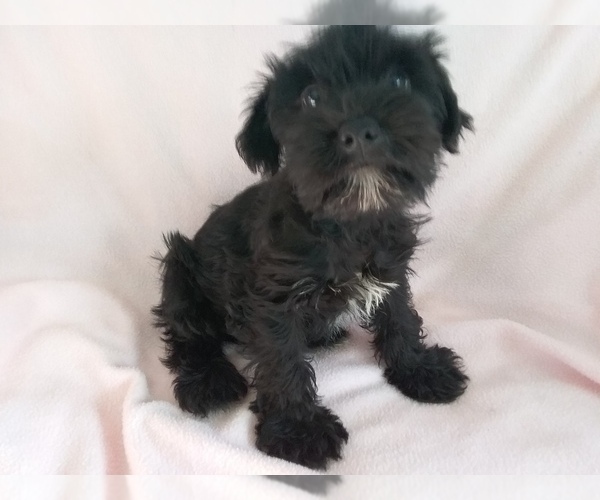 Medium Photo #2 Schnauzer (Miniature) Puppy For Sale in LAUREL, MS, USA