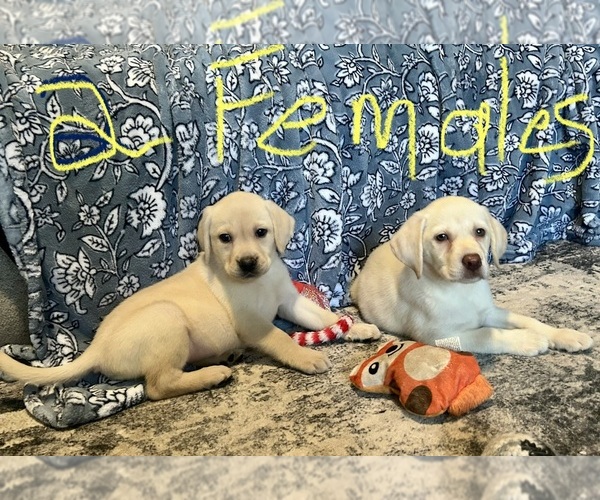 Medium Photo #3 Labrador Retriever Puppy For Sale in OCALA, FL, USA