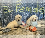 Small #2 Labrador Retriever