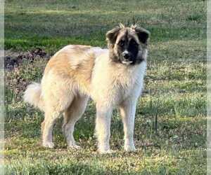 Great Pyrenees-Unknown Mix Dogs for adoption in Scottsboro, AL, USA