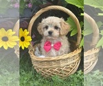 Small #7 Cav-A-Malt-Maltese Mix