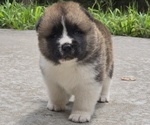 Small #4 Akita