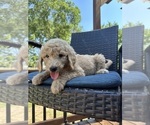 Puppy Pink Female Goldendoodle