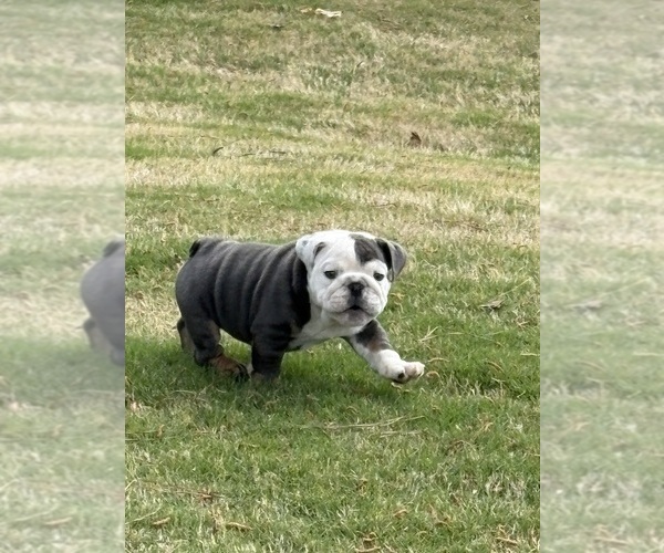 Medium Photo #24 Bulldog Puppy For Sale in MCDONOUGH, GA, USA