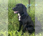 Small #3 Mutt
