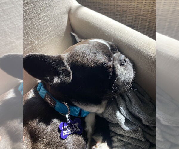 Medium Photo #4 French Bulldog Puppy For Sale in Oak Bluffs, MA, USA