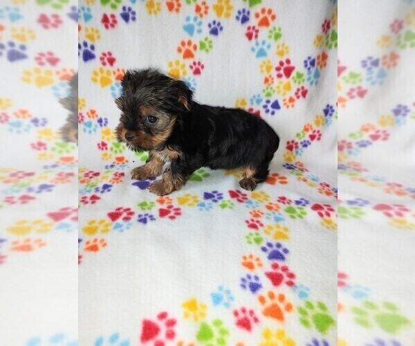Medium Photo #2 Yorkshire Terrier Puppy For Sale in LAPEER, MI, USA