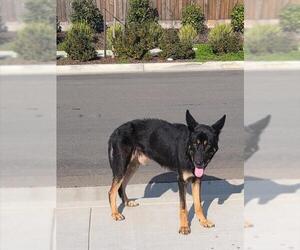 German Shepherd Dog Dogs for adoption in Stockton, CA, USA