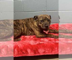 Bullmastiff-Unknown Mix Dogs for adoption in Rowlett, TX, USA