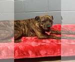 Small Bullmastiff Mix