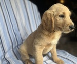 Small Photo #2 Goldendoodle Puppy For Sale in SAN FERNANDO, CA, USA