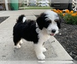 Small Photo #2 Bernedoodle Puppy For Sale in GREENWOOD, IN, USA