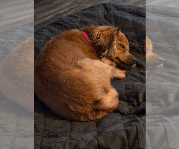 Medium Photo #2 Chiweenie Puppy For Sale in New London, WI, USA