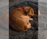 Small #1 Chiweenie