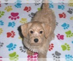Small Photo #5 Schnoodle (Miniature) Puppy For Sale in ORO VALLEY, AZ, USA