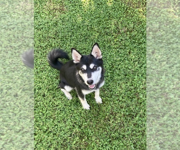 Medium Photo #1 Alaskan Klee Kai Puppy For Sale in GLENDALE, AZ, USA