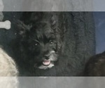 Puppy Puppy 2 Cairn Terrier