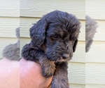 Puppy 7 Bernedoodle