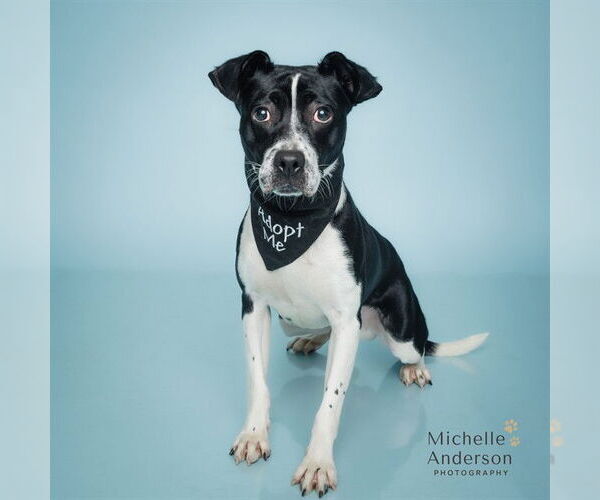 Medium Photo #2 Staffordshire Bull Terrier Puppy For Sale in Corona, CA, USA