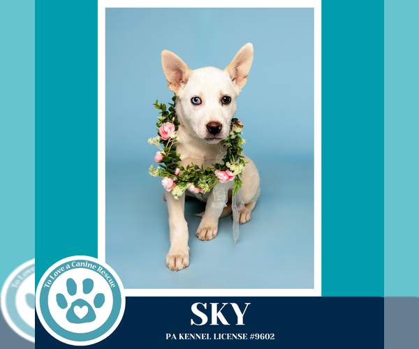 Medium Photo #12 Siberian Husky-Unknown Mix Puppy For Sale in Kimberton, PA, USA