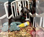 Small Dachshund