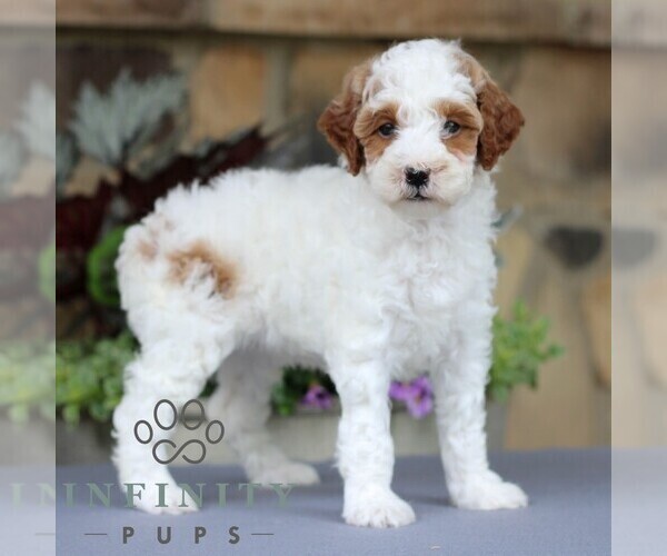 Medium Photo #4 Goldendoodle (Miniature) Puppy For Sale in EAST EARL, PA, USA