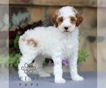 Small #3 Goldendoodle (Miniature)