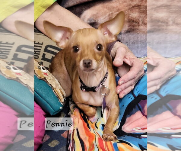 Medium Photo #2 Chihuahua-Unknown Mix Puppy For Sale in Ellijay, GA, USA