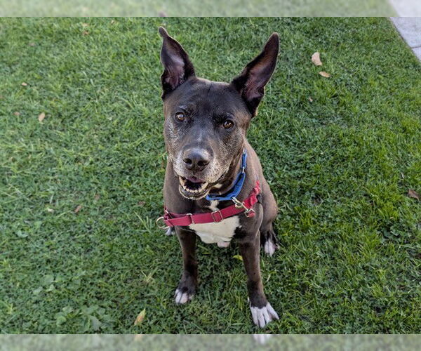 Medium Photo #1 German Shepherd Dog-Unknown Mix Puppy For Sale in San Clemente, CA, USA