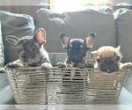 Small Photo #80 French Bulldog Puppy For Sale in CHARLOTTE, NC, USA