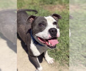 American Pit Bull Terrier Dogs for adoption in Virginia Beach, VA, USA