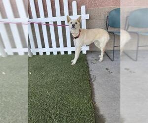 Siberian Husky Dogs for adoption in Modesto, CA, USA